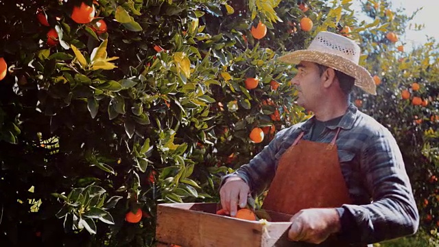 Farmer picking fresh oranges on sunny day in spring