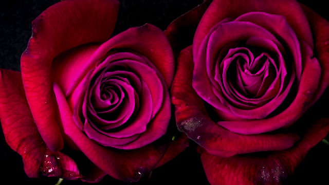 盛开的红玫瑰时光流逝
