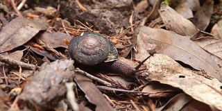 红杉——蜗牛。