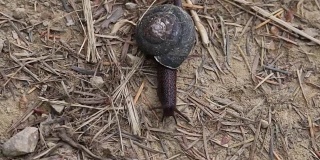 红杉——蜗牛。
