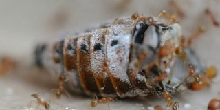 蚁群红蚂蚁肢解和吃甲虫特写