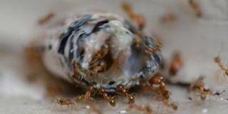 蚁群红蚂蚁肢解和吃甲虫特写