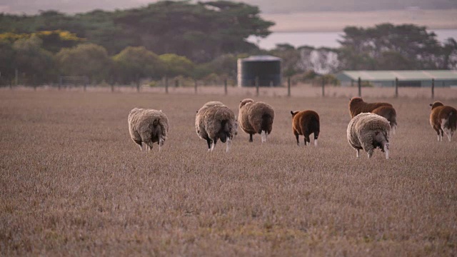 在偏远的澳大利亚放羊