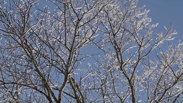 在一个晴朗的日子里，雪花从树枝上落下