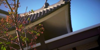 樱花环绕的日本古塔建筑