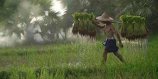 农民在雨季种植水稻。他被水和泥浸透，准备播种。