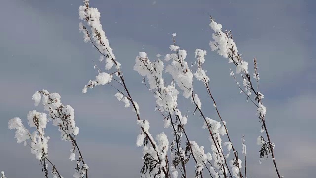 在干燥的田野植物上的蓬松的小雪