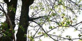 在春天阳光明媚的日子里，阳光透过树枝的绿叶照射在巨大美丽的栗树的树冠上。早春的栗子长出了叶子
