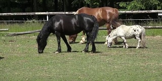 在绿色草地上吃草的马。马吃东西的肖像