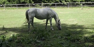 在绿色草地上吃草的马。马吃东西的肖像