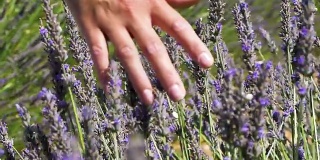 一个女人的手抚摸薰衣草花在慢动作的特写。