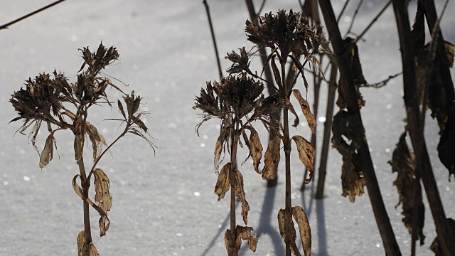 冬天，干枯的植物特写