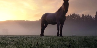 春天日出时，马在牧场上吃草
