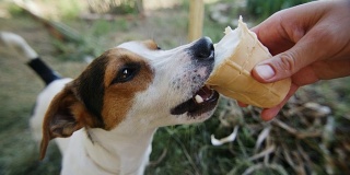狗吃着，咬着，舔着主人手中的冰淇淋，特写