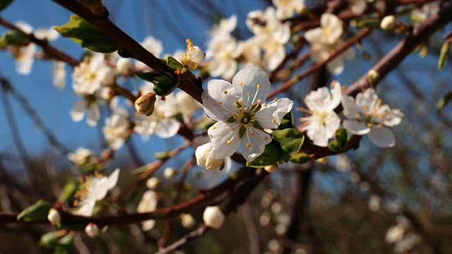 Cherry flowers blooming at tree branch in springtime swinging by wind, macro shot