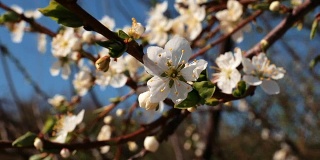 Cherry flowers blooming at tree branch in springtime swinging by wind, macro shot