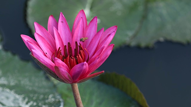 蜜蜂在池塘里粉红色的荷花上采蜜