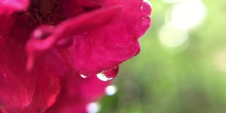 红玫瑰的水滴，玫瑰的臀部