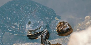 乌龟把头伸出了水面。乌龟在公园的一个人工池塘里