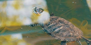 乌龟把头伸出了水面。乌龟在公园的一个人工池塘里