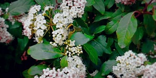 蜜蜂、黄蜂、大黄蜂在花上，慢镜头飞行，近景，为花授粉，春天来了，自然保护可持续性