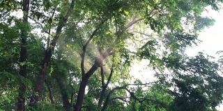 早晨透过树枝和树叶看到的阳光