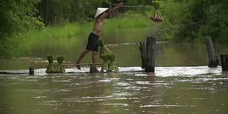 农民在雨季种植水稻。他被水和泥浸透，准备播种。