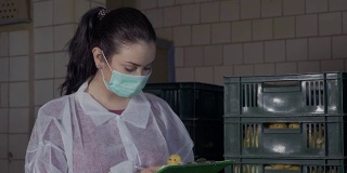 检验员在家禽饲养场检查有缺陷和有疾病的小鸭子