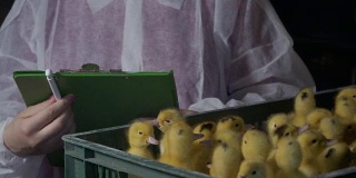 检验员在家禽饲养场检查有疾病和缺陷的鸭子