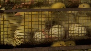 孵蛋和小鸭子的孵化器视频素材模板下载