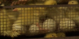 孵蛋和小鸭子的孵化器