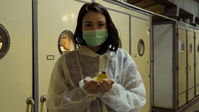 检验员手捧小鸭子站在家禽养殖场的孵化器前
