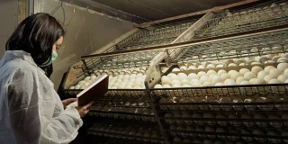 检验员在家禽养殖场检查孵化箱内的鸡蛋