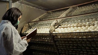 检验员在家禽养殖场检查孵化箱内的鸡蛋视频素材模板下载