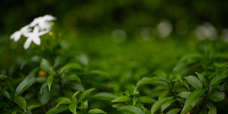 合上白花或天竺葵、栀子、茉莉花作背景。