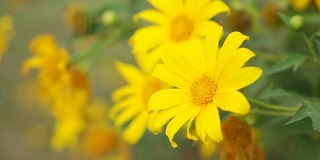 美丽的黄花自然盛开随着风吹