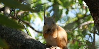 一只小红松鼠的幼崽躲在树枝里吃坚果