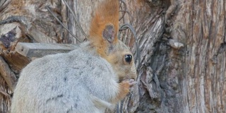 一只灰色的小松鼠，红色的尾巴和耳朵吃坚果在树林背景近景