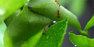 红蚂蚁在柠檬树上慢镜头