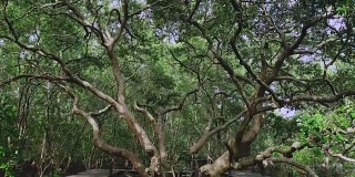 泰国罗勇的红树林步道