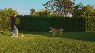 狗和女孩在后院玩球视频素材模板下载