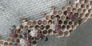 大黄蜂昆虫危险