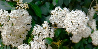 蜜蜂、黄蜂、大黄蜂在花上，慢镜头飞行，特写镜头，为花授粉，春天来了，自然保护可持续的理念