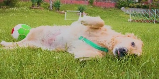 金毛猎犬在草地上滚动抓挠的慢动作