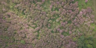 鸟瞰山上樱花的鸟鸣