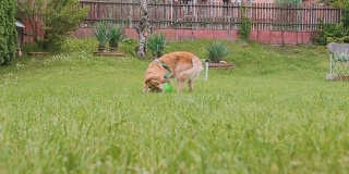 狗主人踢着球，金毛猎犬在后面追着玩