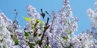 淡紫紫树花自然季节性