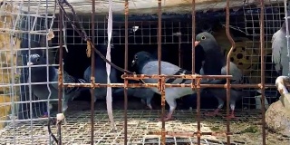 一群鸽子站在笼子里