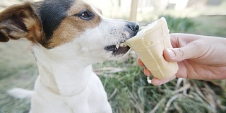 狗吃着，咬着，舔着主人手中的冰淇淋，特写