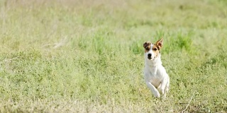 美丽活泼的杰克罗素梗犬在镜头前奔跑